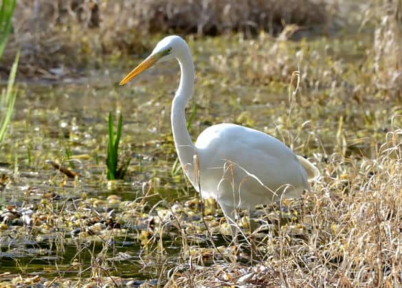 動物図鑑・ダイサギ